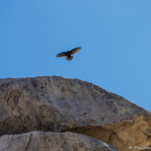 Ravens On Cap Rock-Joshua Tree-01