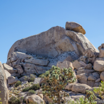 Ravens On Cap Rock-Joshua Tree-02