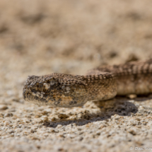 Southwestern Speckled Rattlesnake