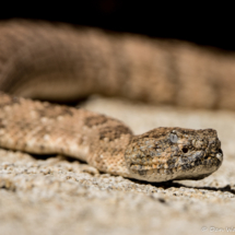 Southwestern Speckled Rattlesnake