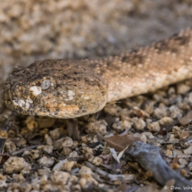 Southwestern Speckled Rattlesnake