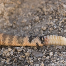 Southwestern Speckled Rattlesnake