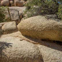 Southwestern Speckled Rattlesnake