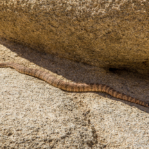 Southwestern Speckled Rattlesnake