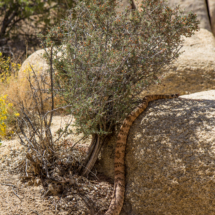 Southwestern Speckled Rattlesnake