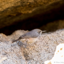 Rock Wren-01