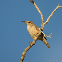 Rock Wren-03