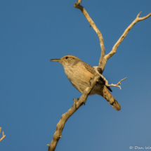 Rock Wren-04