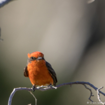 Vermilion Flycatcher-Male-01