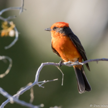 Vermilion Flycatcher-Male-03