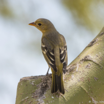 Western Tanager-Female-02