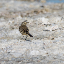 American Pipit-01