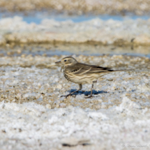 American Pipit-02