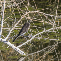Black Phoebe-02