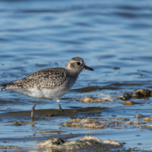 Black-bellied Plover-01
