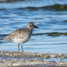 Black-bellied Plover-03