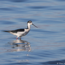 Black-necked Stilt-01