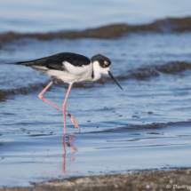 Black-necked Stilt-02