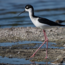 Black-necked Stilt-06