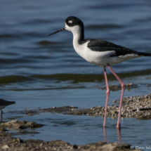 Black-necked Stilt-07
