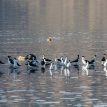 Black-necked Stilts-02