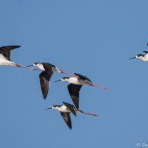 Black-necked Stilts in Flight-01
