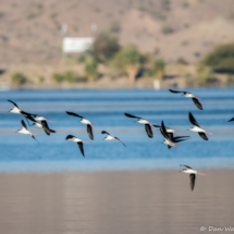 Black-necked Stilts in Flight-03