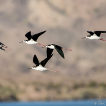 Black-necked Stilts in Flight-04