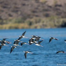 Black-necked Stilts in Flight-08