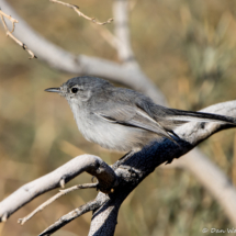Black-tailed Gnatcatcher-01