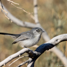 Black-tailed Gnatcatcher-02