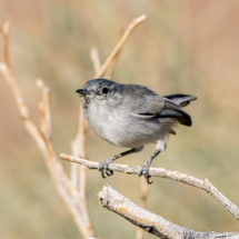 Black-tailed Gnatcatcher-05
