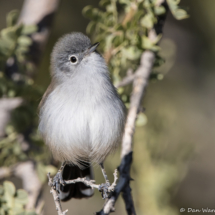 Black-tailed Gnatcatcher-05