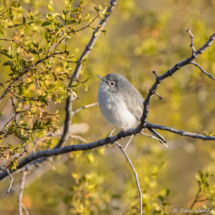 Black-tailed Gnatcatcher-08