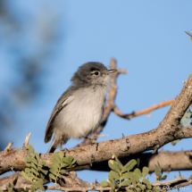 Black-tailed Gnatcatcher-12