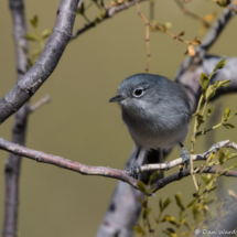 Black-tailed Gnatcatcher-16