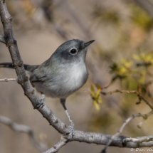 Black-tailed Gnatcatcher-17