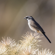 Black-throated Sparrow-03