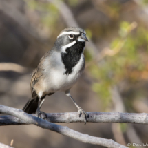 Black-throated Sparrow-04