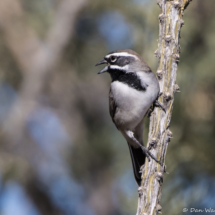 Black-throated Sparrow-06