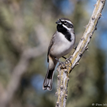 Black-throated Sparrow-09