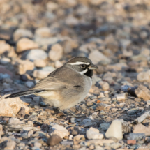Black-throated Sparrow-10