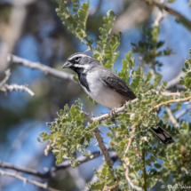 Black-throated Sparrow-12