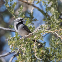 Black-throated Sparrow-13