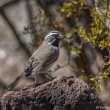 Black-throated Sparrow-14