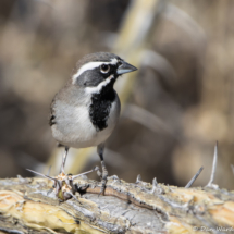 Black-throated Sparrow-17