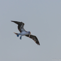 Blue-footed Booby-02