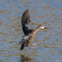 Blue-winged Teal-06