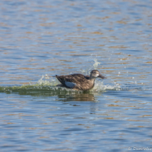 Blue-winged Teal-07