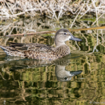 Blue-winged Teal-Female-02